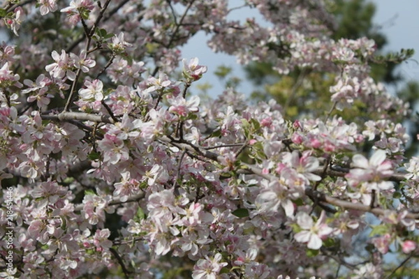 Obraz Apple and Pear Blossoms