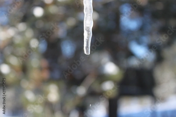 Obraz Dripping Icicle