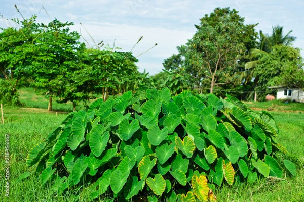 Fototapeta Giant Taro.Giant Taro,Alocasia Indica Green bushes, biennial plants, water weeds that occur in wet tropical areas. Big green leaf Used as a feed.
