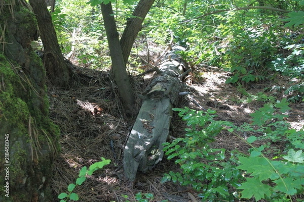 Obraz Fallen Tree