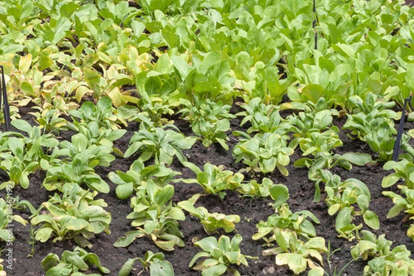 Fototapeta row of lettuce salad in the vegetable garden