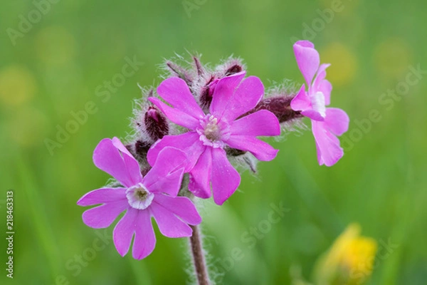 Obraz Silène dioïque (Silene dioica)
