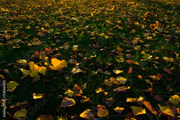 Fototapeta yellow autumn leaves on turf grass at sunset tree line shadows
