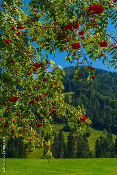 Obraz Vogelbeerbaum, Eberesche