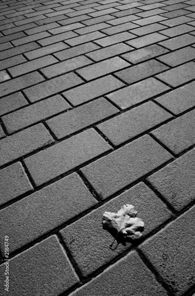 Obraz single leaf on pavement