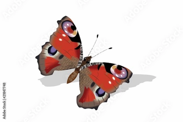 Obraz butterfly