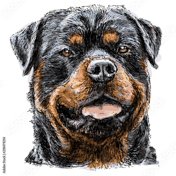Fototapeta Rottweiler