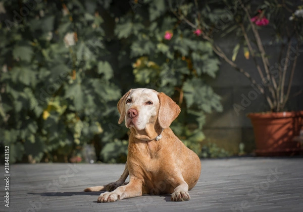 Obraz senior dog resting in garden