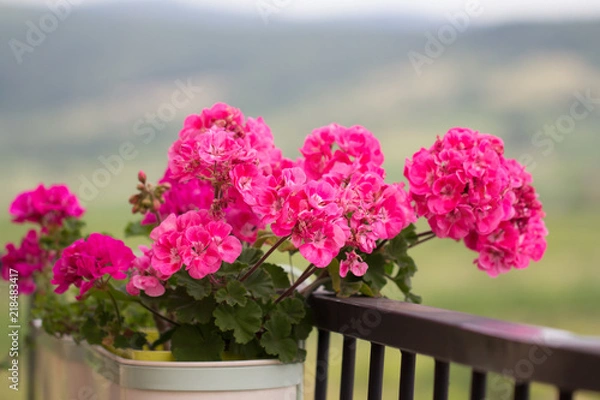 Obraz geranium flower on balcony