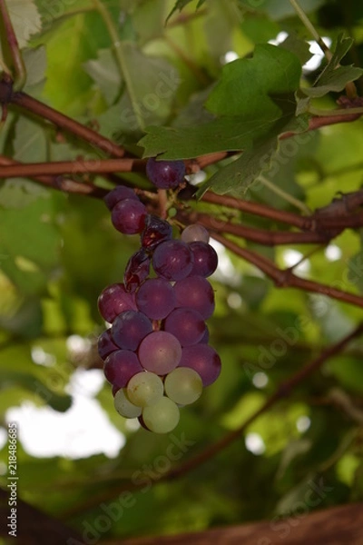 Obraz Grapes