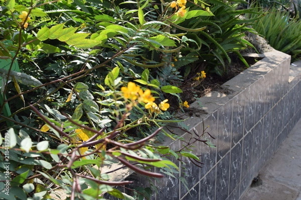 Obraz Medicinal Flowers