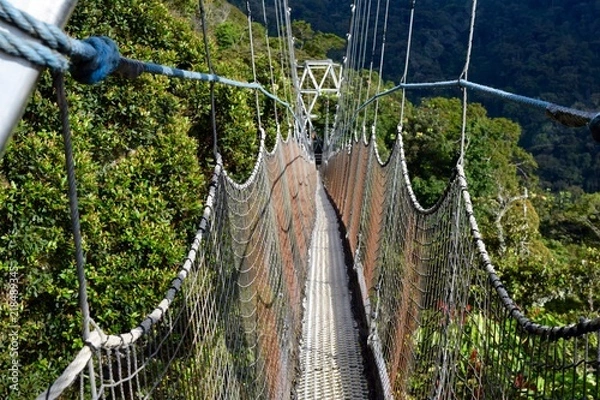 Obraz Canopy Walk
