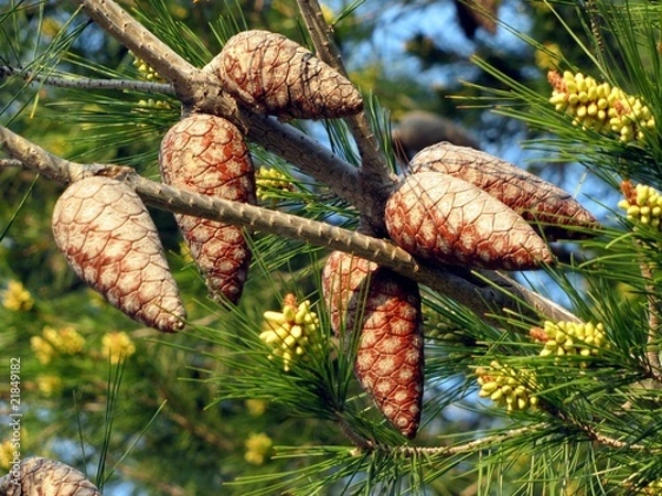 Obraz Cônes et châtons de pin