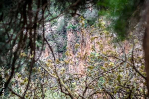 Obraz Day in the forest