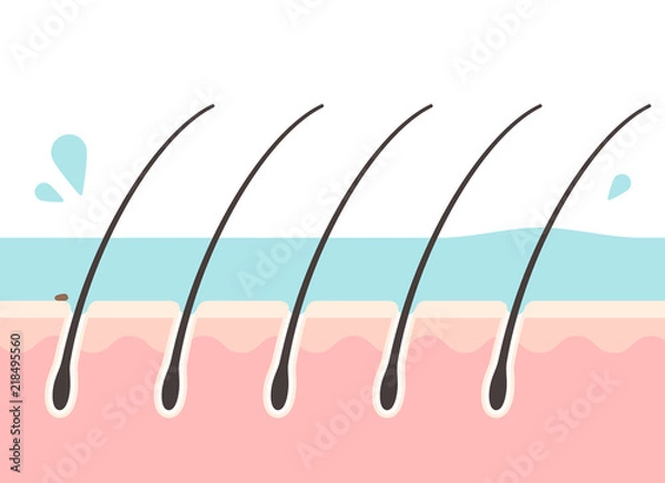 Fototapeta すすぎ中の頭皮の断面図