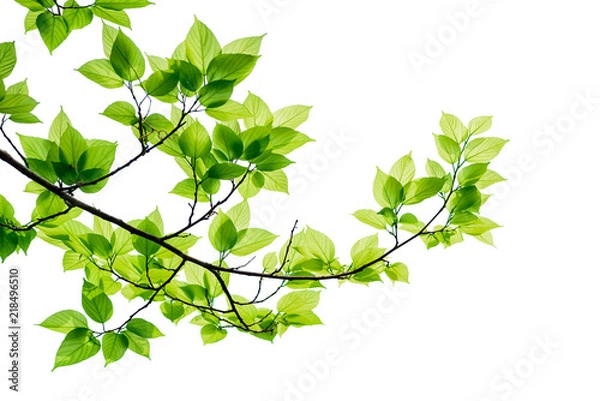 Fototapeta Green tree leaves and branches isolated on white background.