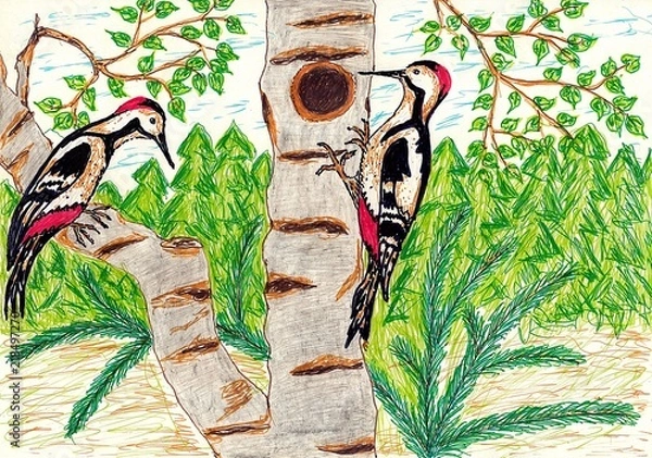Fototapeta Hand drawn multicolor illustration with nature theme (dendrocopos, woodpecker in nature) - scan
