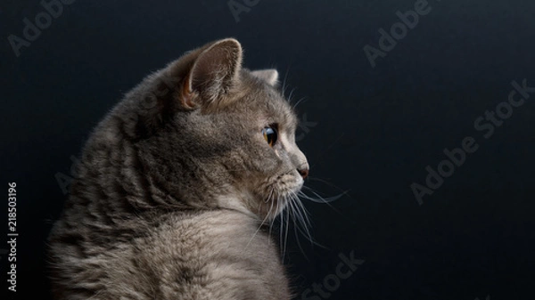 Fototapeta Portrait of cute cat scottish straight in studio with dark background. Copy space. Close up.