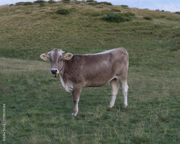 Obraz Cow in Austria