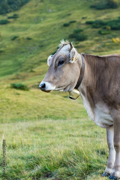 Obraz Austrian Cow
