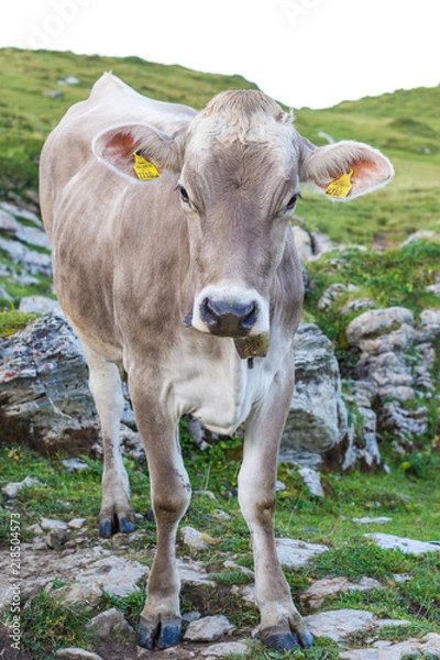 Obraz Cow