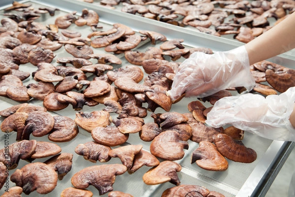 Obraz lingzhi mushroom