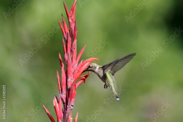 Fototapeta humming bird in flight