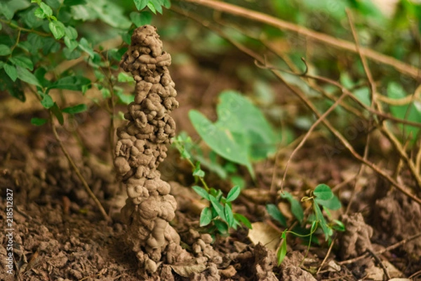 Fototapeta Hole or habitat of earthworms