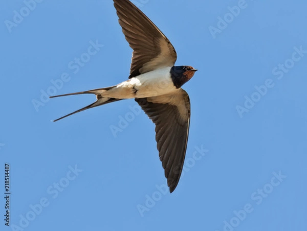 Obraz Barn swallow in mid air