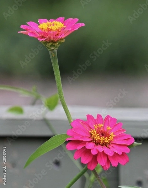 Obraz Summer Blooms 5