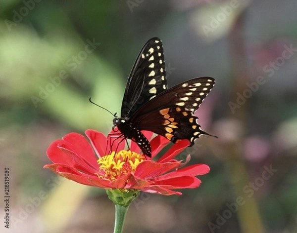 Obraz Summer Butterflies 10