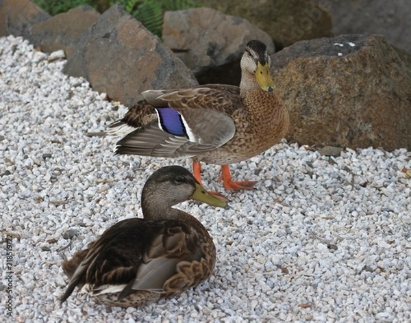 Obraz Summer Birds 7