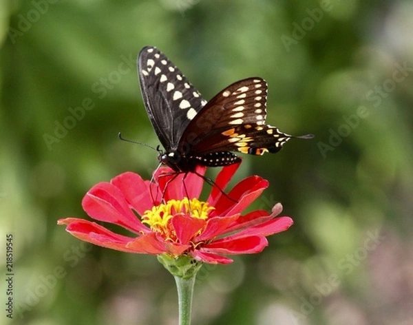 Obraz Summer Butterflies 5