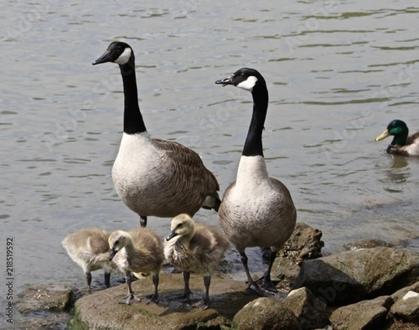 Obraz Summer Birds 3