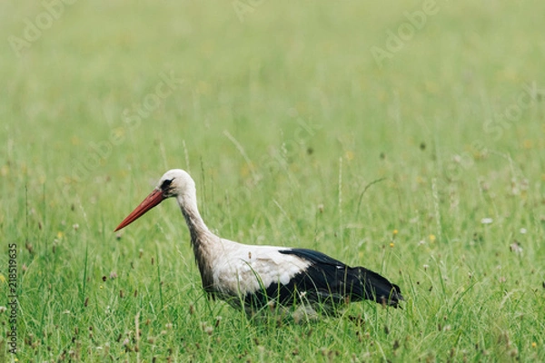 Fototapeta A white stork walking on a field with fresh green grass