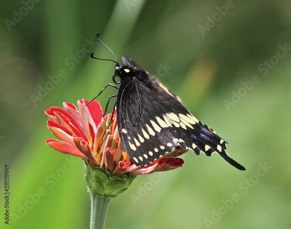 Obraz Summer Butterflies 2