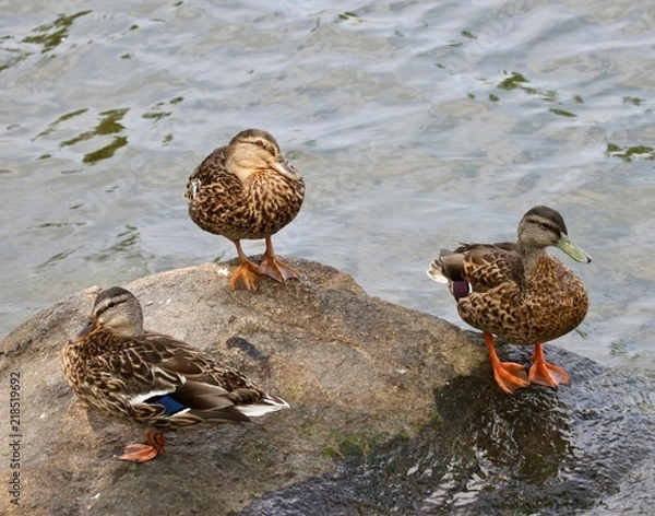 Obraz Summer Birds 1