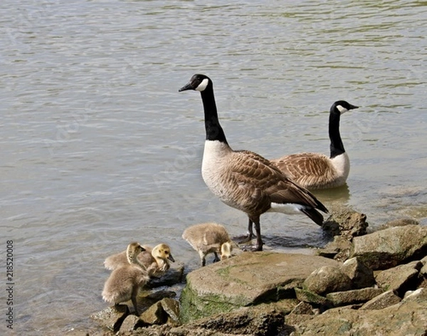 Obraz Goose with Babies 1