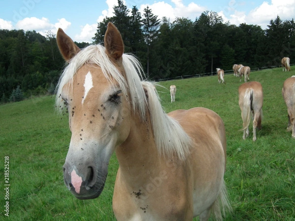 Obraz Pferd - und Fliegen