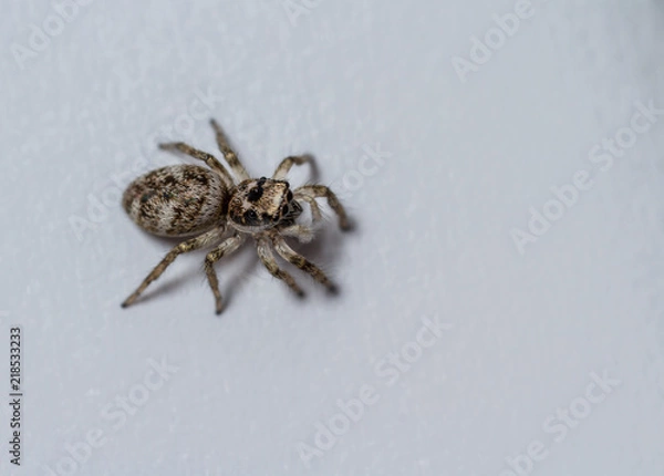 Fototapeta Zebra Spider - Salticus sp