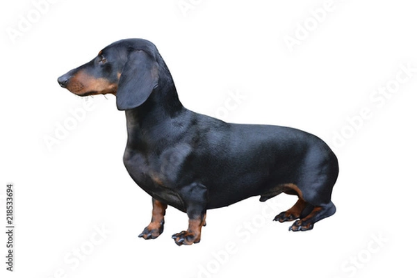 Fototapeta Black Dachshund