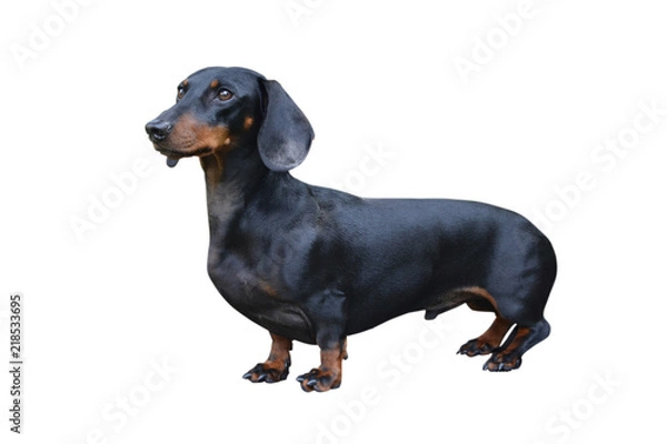 Fototapeta Black Dachshund