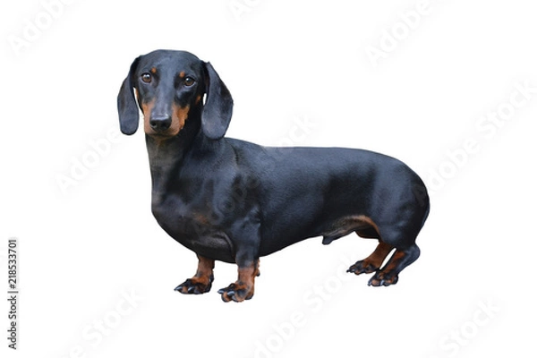 Fototapeta Black Dachshund
