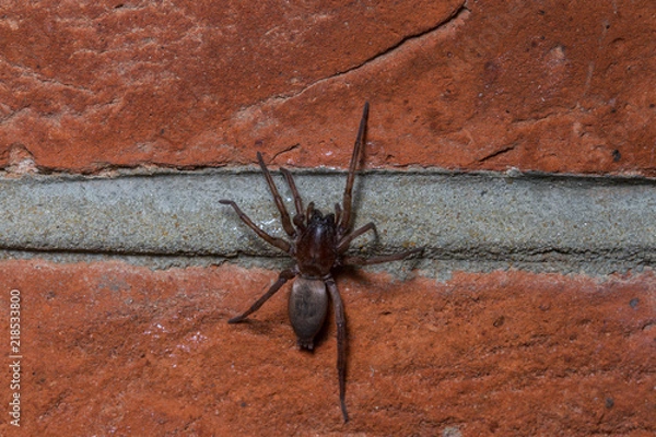 Fototapeta Drassodes species ground spider