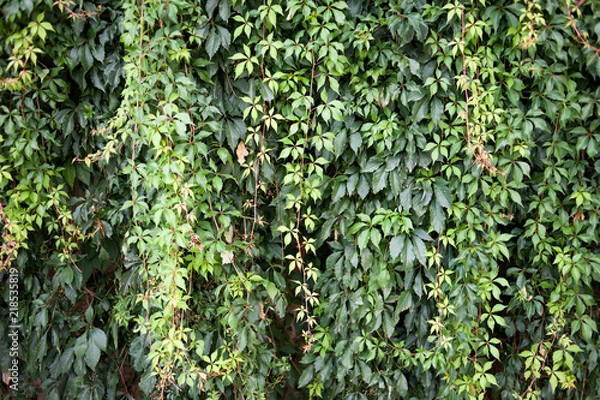 Obraz Flora deciduous forests