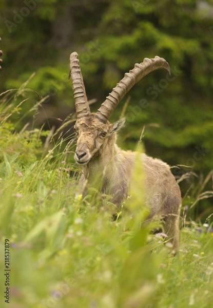 Obraz Alpine ibex with long horns, view from close-up