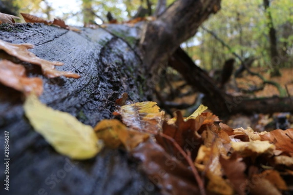Fototapeta Tronc d'arbre