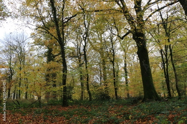 Fototapeta Foret Automne