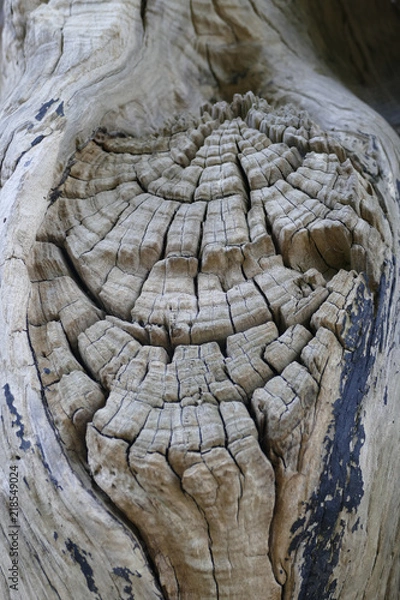 Obraz wodden close up