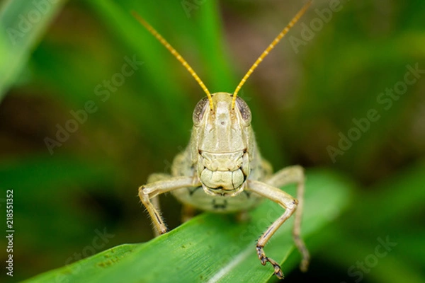 Obraz Face to face with a large grasshopper